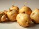 Wann sollte man Kartoffeln nicht mehr essen