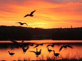Woher kommt der Spruch See you later, alligator